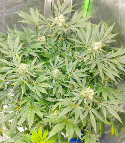 Glue Sherbert fem (AlphaFem Seeds) семена конопли