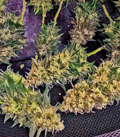 Gorilla 4 Autoflower fem (Easy Grow Seeds) семена конопли