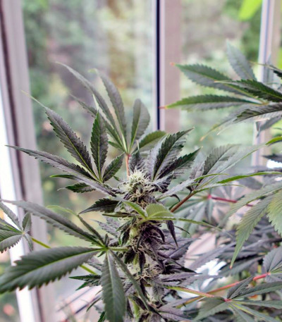 Karibeña (Karibbean Mango) fem семена конопли