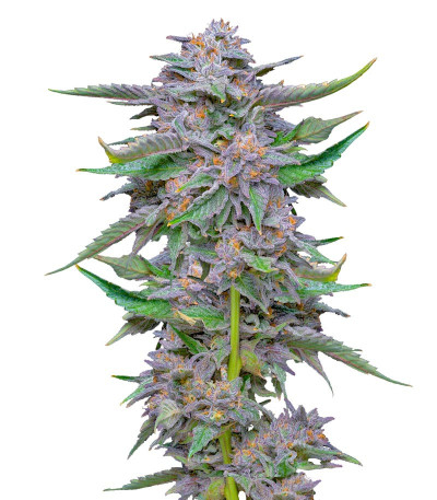 Lemon Cherry Gelato fem от Barney's Farm семена конопли