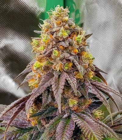 Marshmallow OG fem (Compound Genetics) семена конопли