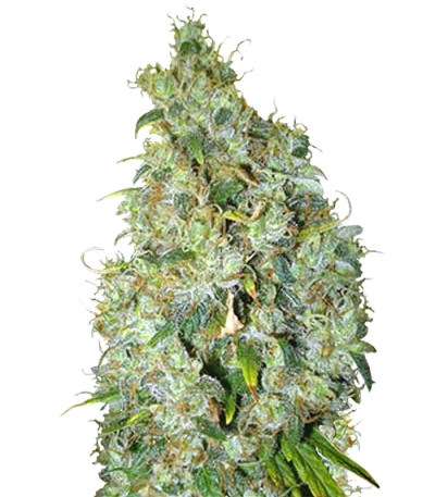 Northen Light X Skunk fem (World of Seeds) семена конопли