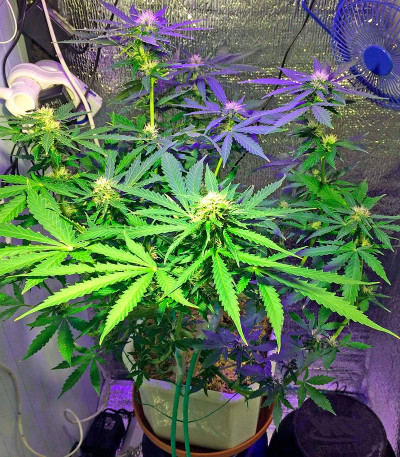 Northen Light X Skunk fem (World of Seeds) семена конопли