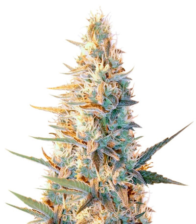 Outdoor Grapefruit fem (Female Seeds) семена конопли