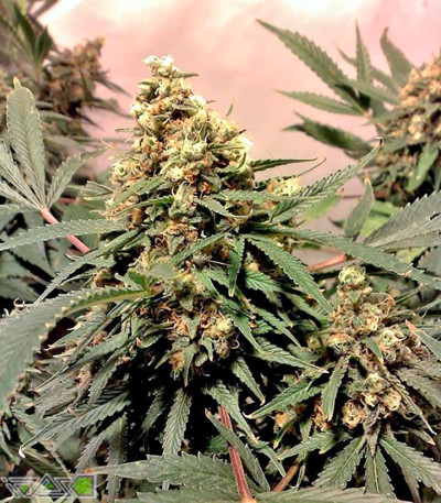 Pure Power Plant reg (Nirvana Seeds) семена конопли