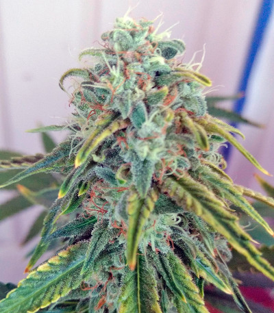 Skunk #1 fem (Sensi Seeds) семена конопли