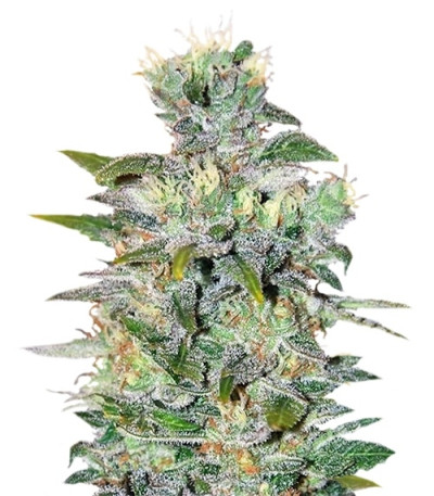 Space fem (World of Seeds) семена конопли