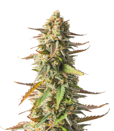 Strawberry Chemdawg OG fem (Dutch Passion) семена конопли