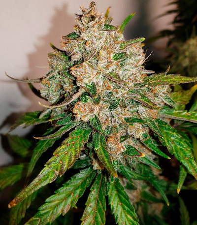 Wedding Glue Auto fem (FastBuds) семена конопли