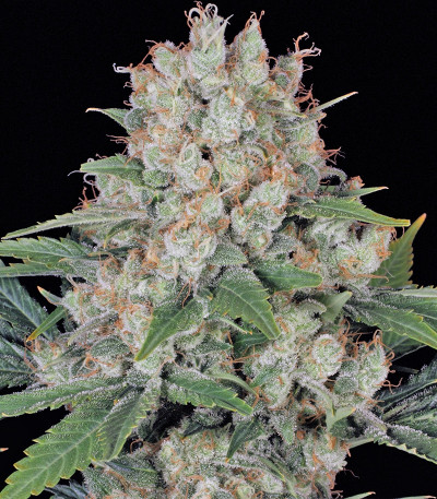 AK 47 reg (Serious Seeds) семена конопли