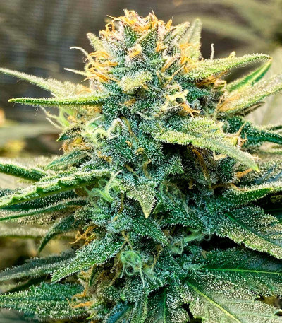 Lemon Cherry Cookies Auto fem (FastBuds) семена конопли