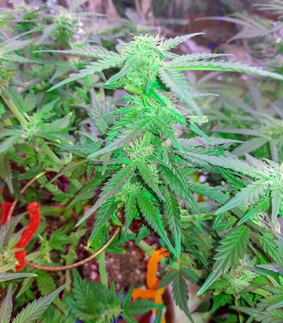 Monster Gelato (Monster Genetics) семена конопли