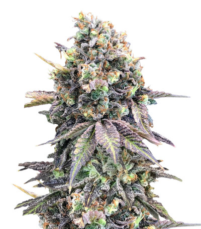 Purple Punch (00 Seeds) семена конопли