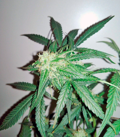 Sweet Cheese Auto fem (Sweet Seeds) семена конопли