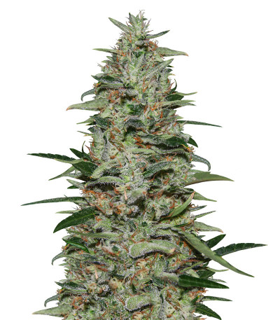 White Russian OG (Kalashnikov Seeds) семена конопли