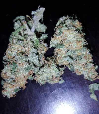 AK-49 Auto Fem (Vision Seeds) семена конопли