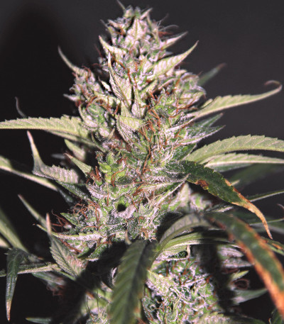 Auto Banana Blaze (Dutch Passion) семена конопли