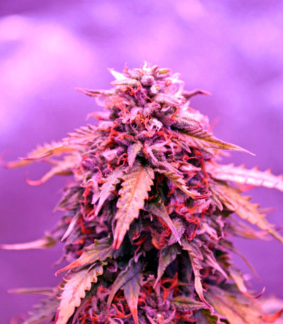 Auto Northern Lights fem (00 Seeds) семена конопли