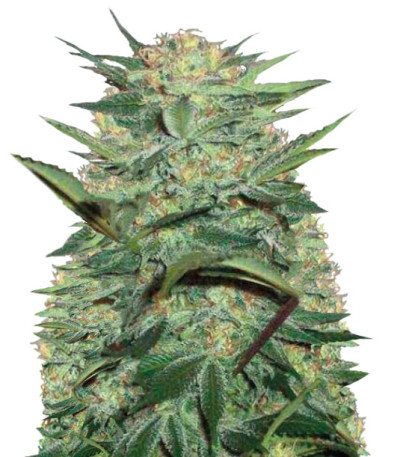 Auto White Widow fem (Victory Seeds) семена конопли
