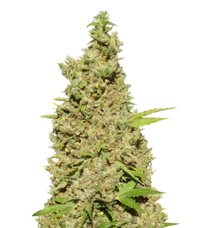 CBD-Chronic fem (Serious Seeds) семена конопли