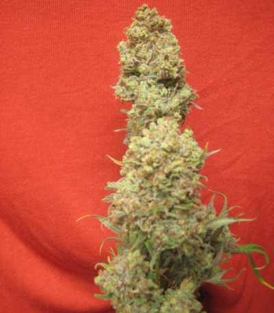 Critical Haze fem (Resin Seeds) семена конопли