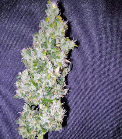 Chemdog fem (Green House Seeds) семена конопли