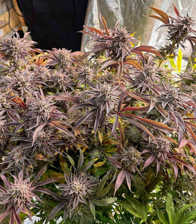 Crescendo RBX1 fem (Ethos Genetics) семена конопли