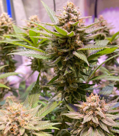 Dozy Sith fem (AlphaFem Seeds) семена конопли