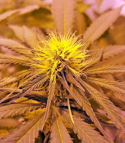 Amnesia Haze (Haze 1) fem (Nirvana Seeds) семена конопли