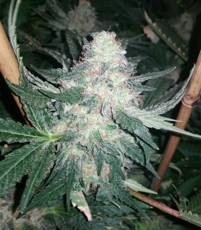 Incredible Bulk fem (Dr. Krippling Seeds) семена конопли