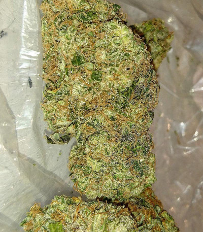 Kali & the Chocolate Factory fem (KFC Seeds) семена конопли