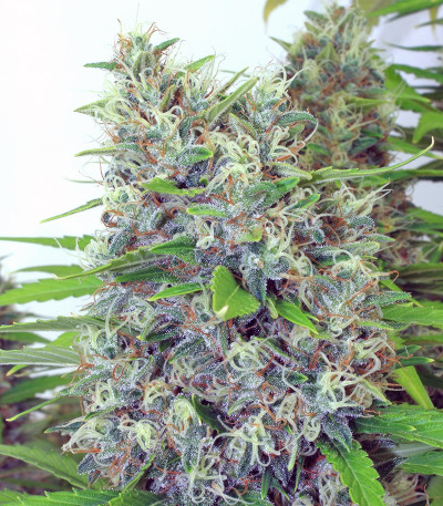 Kali Mist reg (Serious Seeds) семена конопли