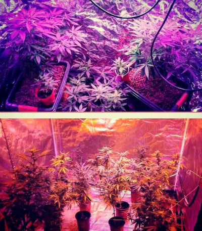 Kripple Shock fem (Dr. Krippling Seeds) семена конопли