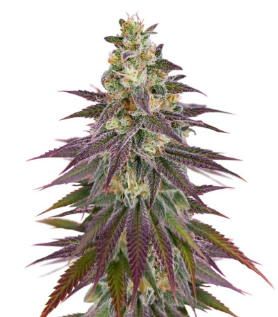 Lemon Mandarin fem (FastBuds) семена конопли