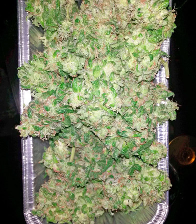 Mataro Blue fem семена конопли