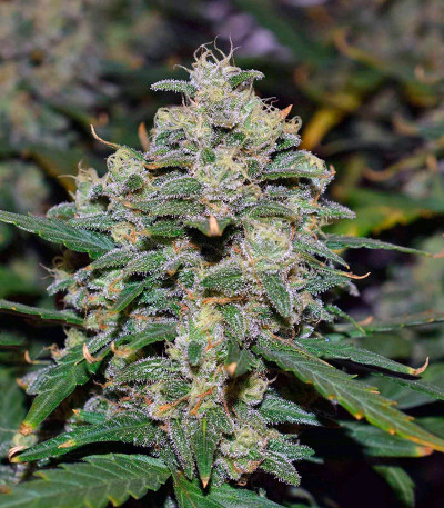 Mexican Airlines Auto fem семена конопли