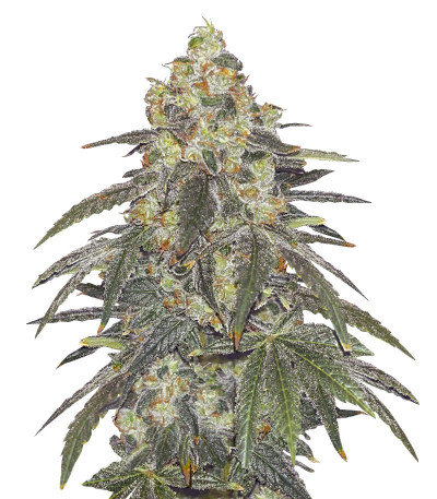 Nutter Budder fem (Humboldt Seed Company) семена конопли