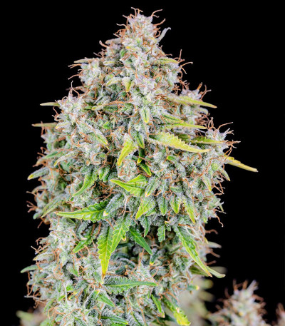 Original Cinderella Auto (FastBuds) семена конопли