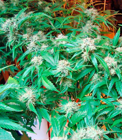 Original Berry fem (Kannabia Seed Company) семена конопли