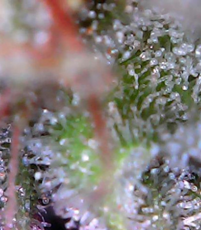 SexBud fem (Female Seeds) семена конопли