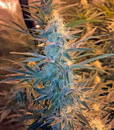 Snow White (Big Bud) fem (Nirvana Seeds) семена конопли