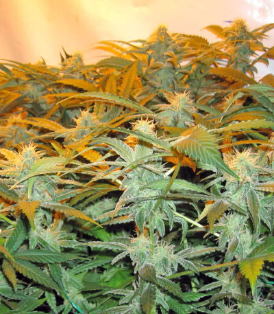 Thai Fantasy fem (Kannabia Seed Company) семена конопли