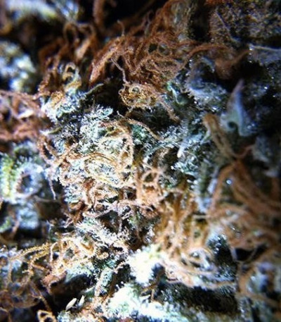 The Doctor fem (Green House Seeds) семена конопли