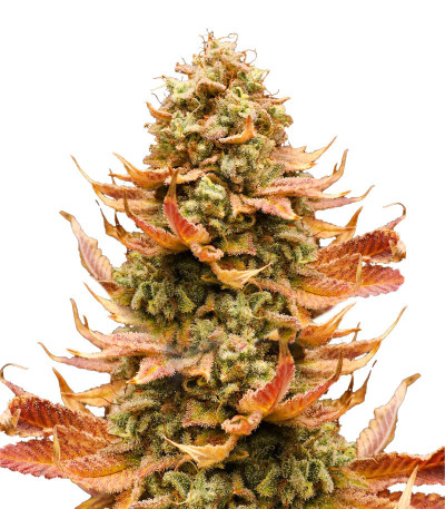 Watermelon Zkittlez fem семена конопли