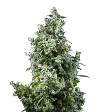 White Bhutanese fem семена конопли