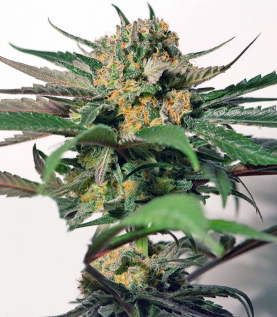 CBD Blue Shark fem семена конопли