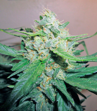 NYC Diesel Auto fem (Sweet Seeds) семена конопли