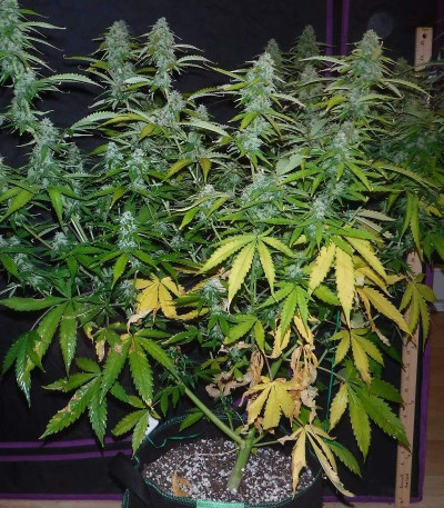 Sugar Black Rose Auto fem (Delicious Seeds) семена конопли