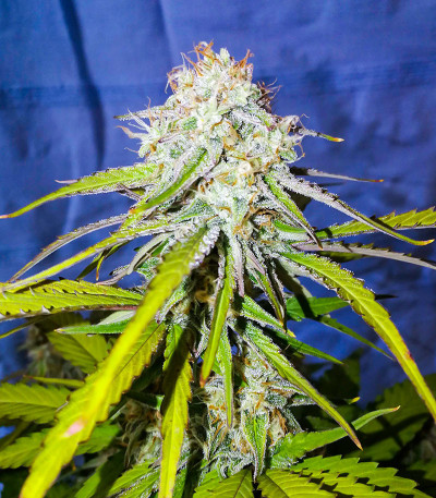 Семена конопли сорта Medusa F1 Auto