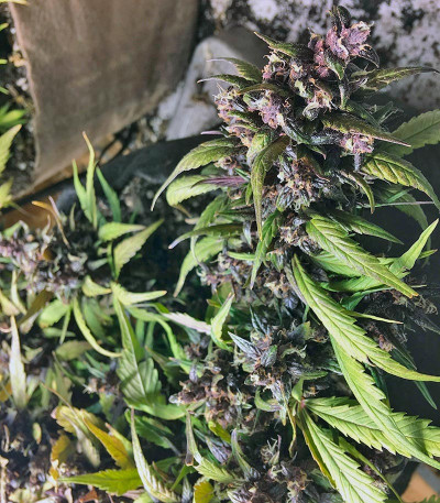 Red Poison Auto fem (Sweet Seeds) семена конопли